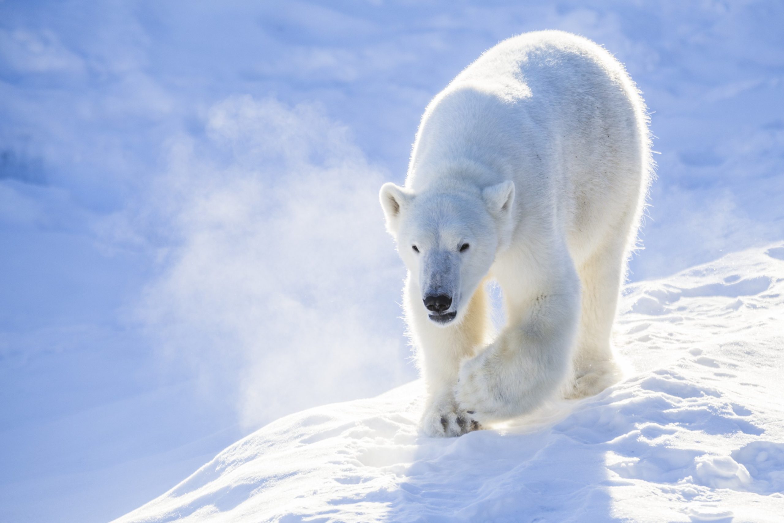 Ranua’s Arctic Wildlife Park